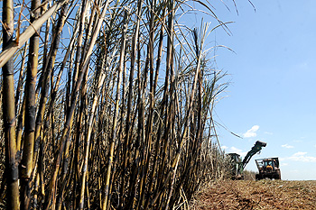 Saulo Ohara/17-04-2013 Saulo Ohara/17-04-2013