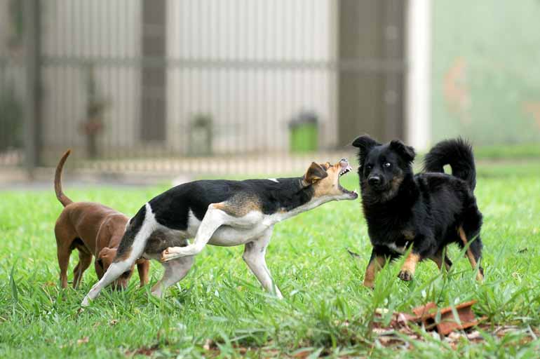 Ricardo Chicarelli Ricardo Chicarelli