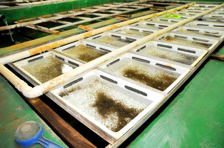Empresa de Rolândia produziu 85 milhões de alevinos no ano passado Empresa de Rolândia produziu 85 milhões de alevinos no ano passado