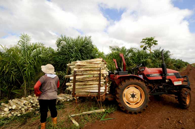 Fotos: Gina Mardones - Os cortes na pupunheira começam a partir de 18 meses e com o perfilhamento de troncos a extração é praticamente anual, sem necessidade de replantio por até 15 anos Fotos: Gina Mardones - Os cortes na pupunheira começam a partir de 18 meses e com o perfilhamento de troncos a extração é praticamente anual, sem necessidade de replantio por até 15 anos