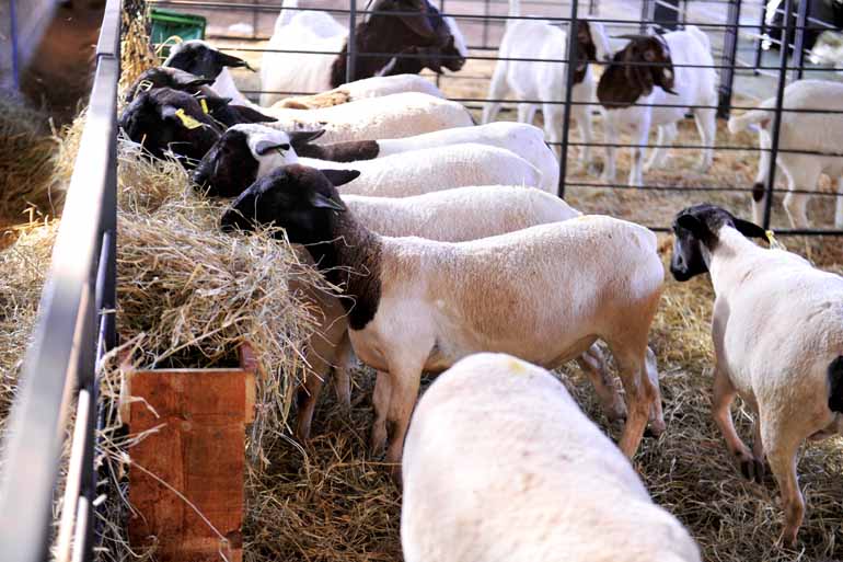 Fotos: Marcos Zanutto - Apesar do bom momento para os criadores, o que se percebe é que o consumo de carne de ovinos ainda é pequeno no País Fotos: Marcos Zanutto - Apesar do bom momento para os criadores, o que se percebe é que o consumo de carne de ovinos ainda é pequeno no País