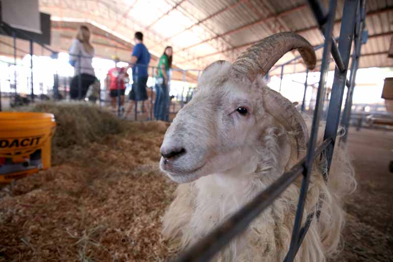 Fotos:Anderson Coelho - Com quatro chifres, carneiro da raça Crioula despertou a curiosidade do público