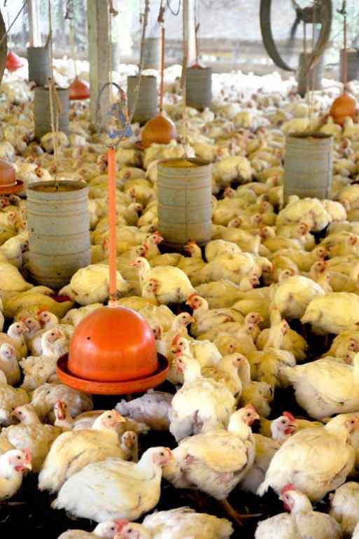Arquivo FOLHA - Já na alimentação de aves o volume de APC utilizado é de 280 miligramas por quilo de carne Arquivo FOLHA - Já na alimentação de aves o volume de APC utilizado é de 280 miligramas por quilo de carne