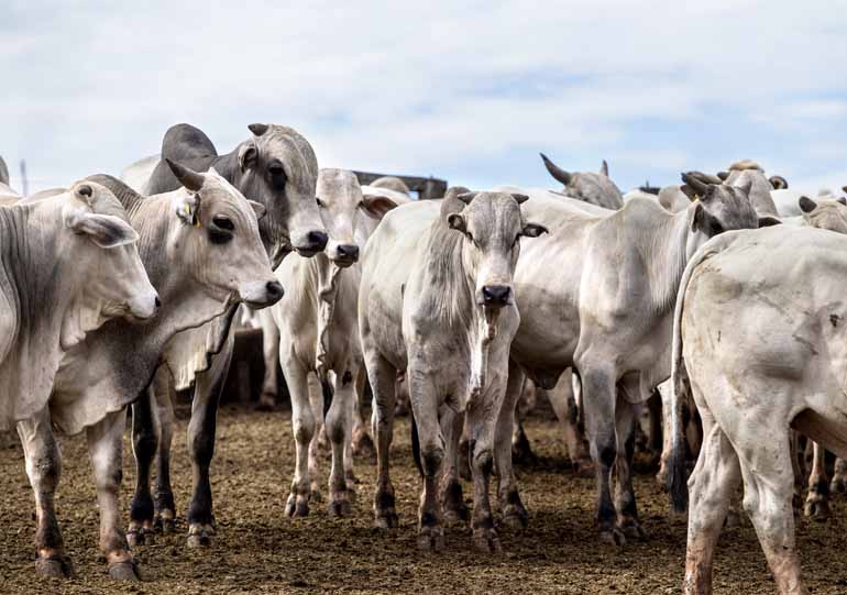 Sergio Ranalli/23-03-2017 - Na atualidade, para a dieta dos suínos são utilizados 180 miligramas de antibióticos por quilo de carne Sergio Ranalli/23-03-2017 - Na atualidade, para a dieta dos suínos são utilizados 180 miligramas de antibióticos por quilo de carne