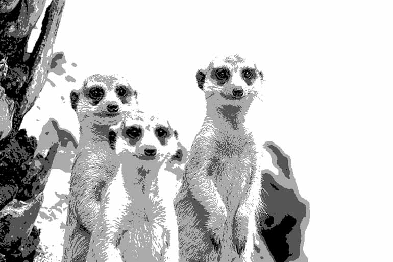 Shutterstock Shutterstock