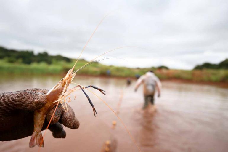 Fotos: Anderson Coelho - Com carne de textura diferenciada e sabor mais suave, o camarão-gigante-da-malásia pode ultrapassar 40 gramas em quatro meses de cultivo, bem superior às 10 a 12 gramas do marinho Fotos: Anderson Coelho - Com carne de textura diferenciada e sabor mais suave, o camarão-gigante-da-malásia pode ultrapassar 40 gramas em quatro meses de cultivo, bem superior às 10 a 12 gramas do marinho