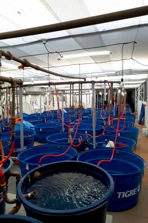 O maior entrave era a falta de pós-larva, mas com a experiência do laboratório de Palotina, a barreira foi superada O maior entrave era a falta de pós-larva, mas com a experiência do laboratório de Palotina, a barreira foi superada