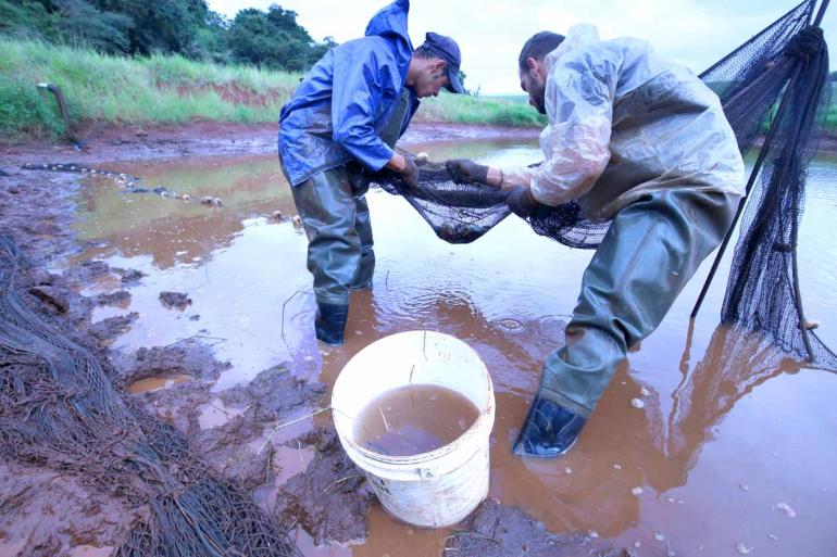 Fotos: Anderson Coelho - Os testes feitos em propriedade na Warta, mesmo com a baixa taxa de sobrevivência, deixou produtores animados com o cultivo do camarão-da-malásia Fotos: Anderson Coelho - Os testes feitos em propriedade na Warta, mesmo com a baixa taxa de sobrevivência, deixou produtores animados com o cultivo do camarão-da-malásia