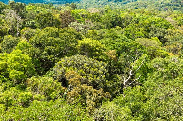 Shutterstock - Novas iniciativas de proteção ambiental na Amazônia devem, agora, ser engavetadas até que os recursos voltem