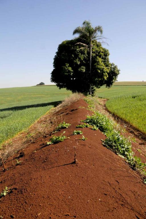 (Plantio direto) É uma ferramenta poderosa no controle do processo erosivo, desde que seja bem feito em conjunto com outras estratégias (Plantio direto) É uma ferramenta poderosa no controle do processo erosivo, desde que seja bem feito em conjunto com outras estratégias