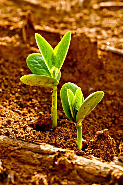 R.R.Rufino/Arquivo Embrapa - O vigor da semente é indicativo de que a planta terá mais resistência a estresses R.R.Rufino/Arquivo Embrapa - O vigor da semente é indicativo de que a planta terá mais resistência a estresses