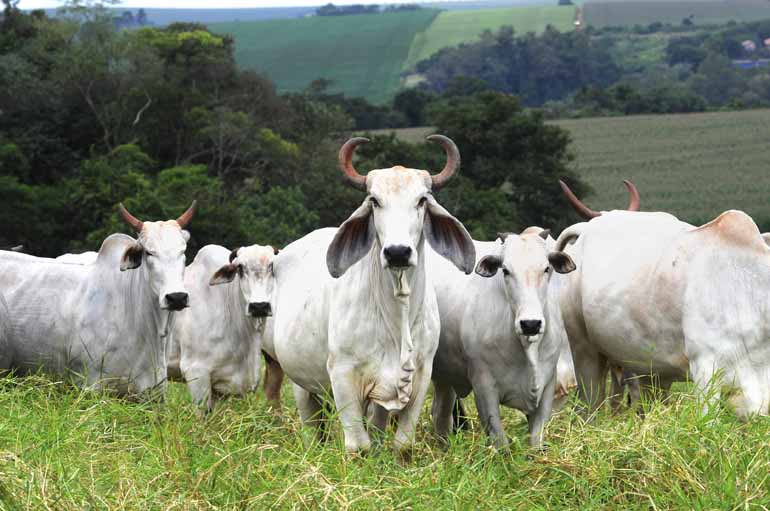 Gina Mardones/16-05-2017 - Para os produtores, o preço da arroba voltou aos patamares anteriores à Carne Fraca: o valor à vista do indicador Esalq/BM&F iniciou a semana em R$ 145,39 Gina Mardones/16-05-2017 - Para os produtores, o preço da arroba voltou aos patamares anteriores à Carne Fraca: o valor à vista do indicador Esalq/BM&F iniciou a semana em R$ 145,39