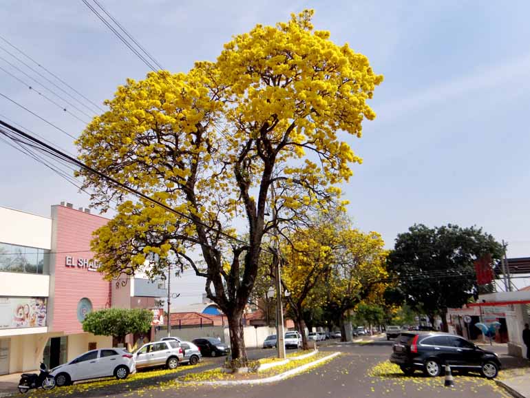 Ipês embelezam ruas de Santo Antônio da Platina