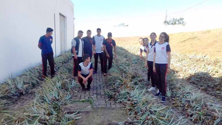 Divulgação - Jovens receberam recentemente em Ibaiti 10 mil mudas de abacaxi da variedade Havaí Divulgação - Jovens receberam recentemente em Ibaiti 10 mil mudas de abacaxi da variedade Havaí
