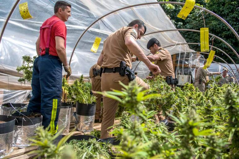 Ricardo Chicarelli - ‘Fábrica’: pelo menos sete estufas eram utilizadas para o cultivo da erva Ricardo Chicarelli - ‘Fábrica’: pelo menos sete estufas eram utilizadas para o cultivo da erva