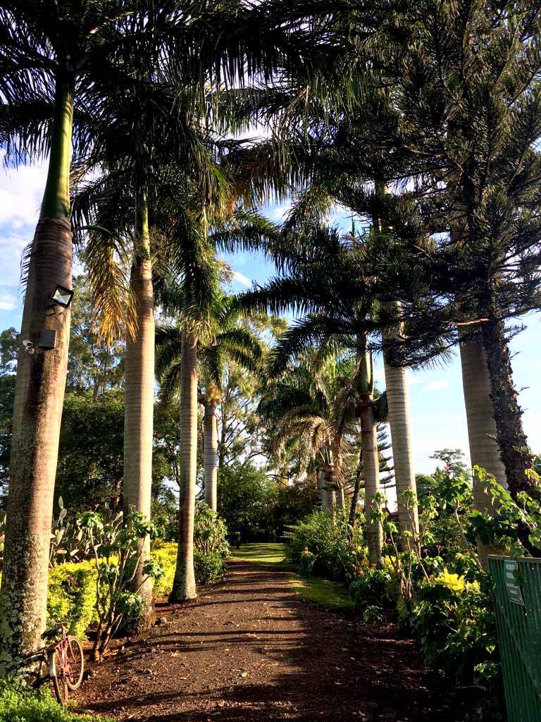 Frondosas palmeiras-imperiais abrem as portas do Resort Solar Ãguas do Ivaà aos apreciadores do turismo rural