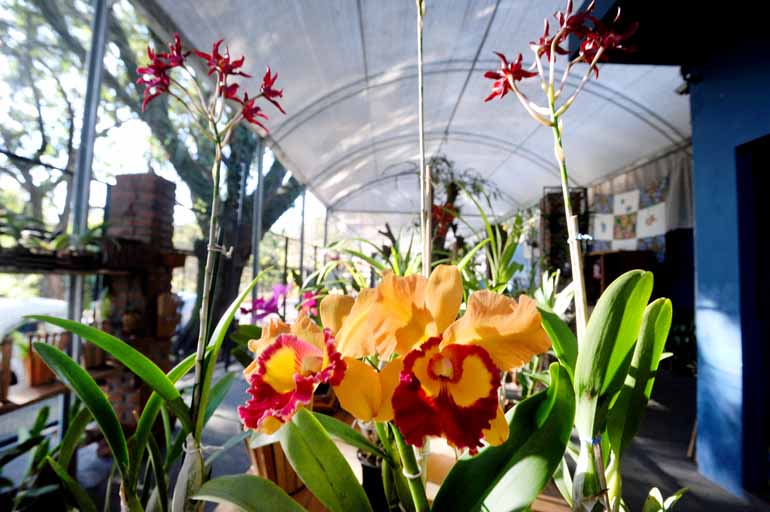 Muito prazer, sou a orquídea!