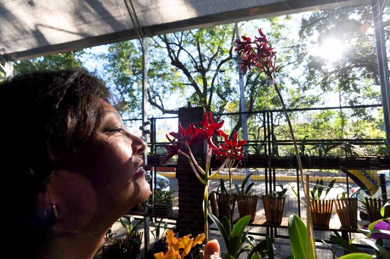 Muito prazer, sou a orquídea!