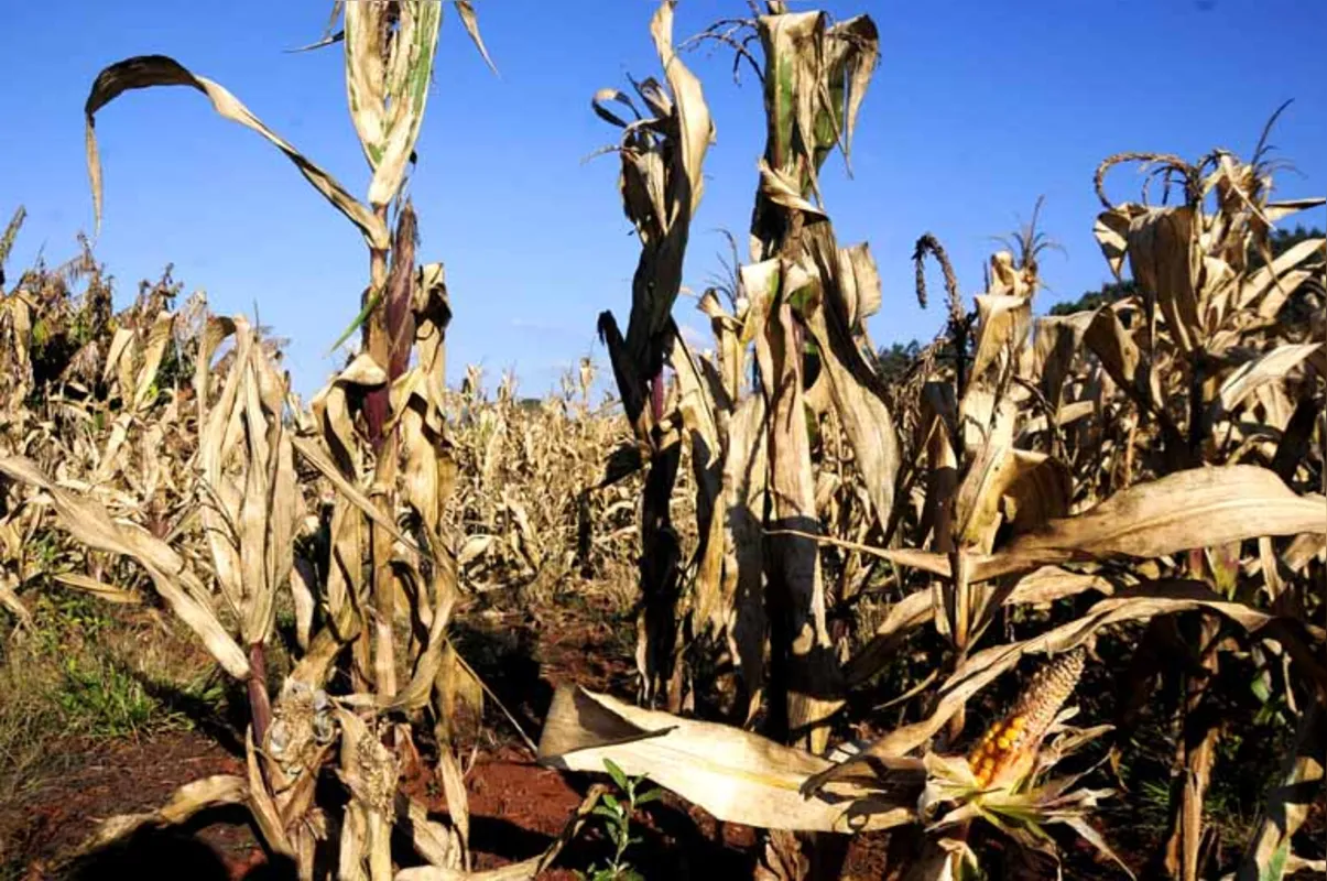 No Paraná, a segunda safra de milho as perdas foram consequência da falta e excesso de chuvas, além da geada