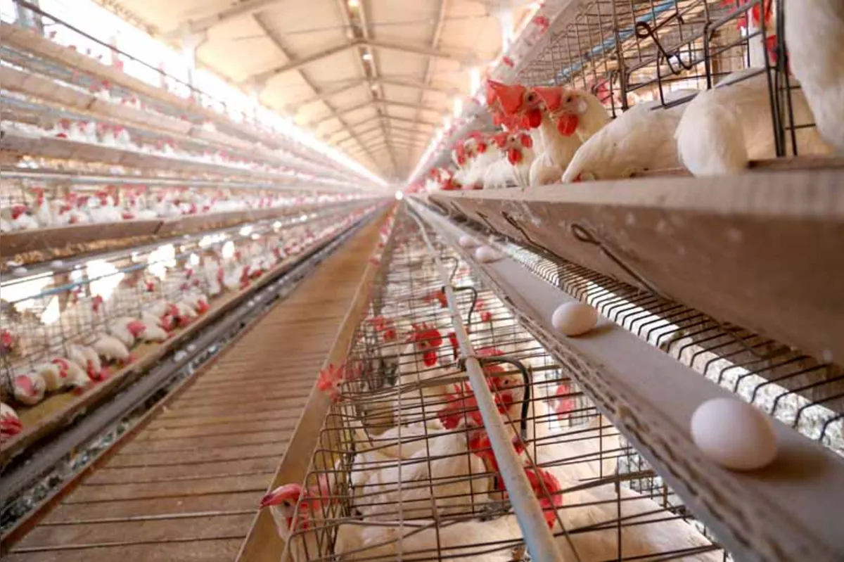 Produção de ovos de galinha no País alcançou a marca recorde de 757,51 milhões de dúzias no 2o trimestre de 2016; no PR, desempenho foi o mesmo do ano passado