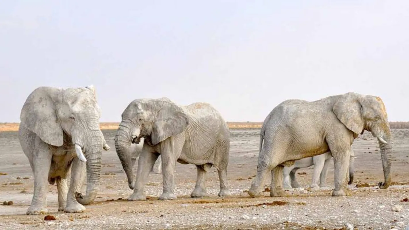 Imagem ilustrativa da imagem Caí a população de elefantes africanos