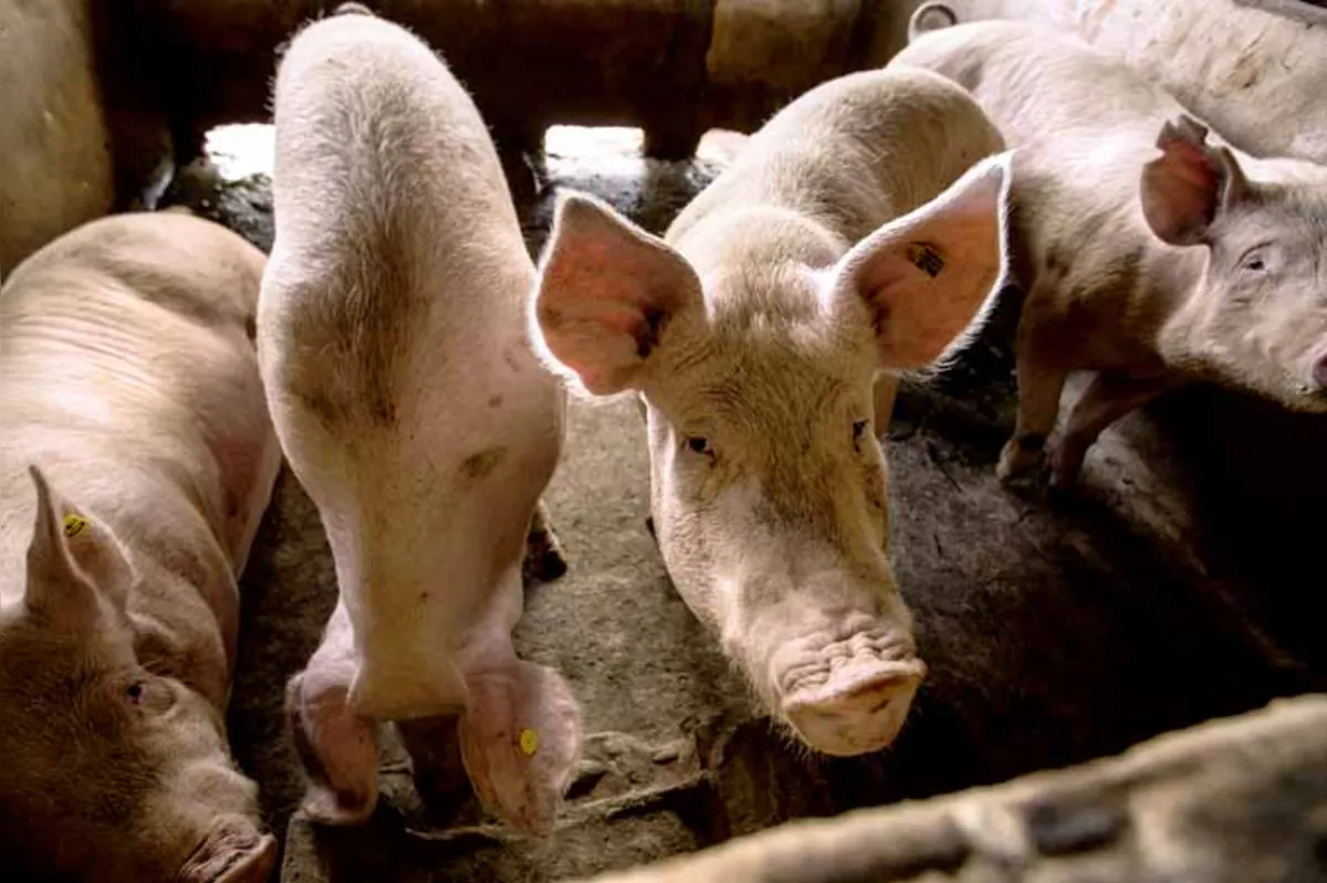 O custo de produção para os criadores de porcos no Estado caiu 0,46% em agosto em relação a julho, segundo o IPC da Embrapa