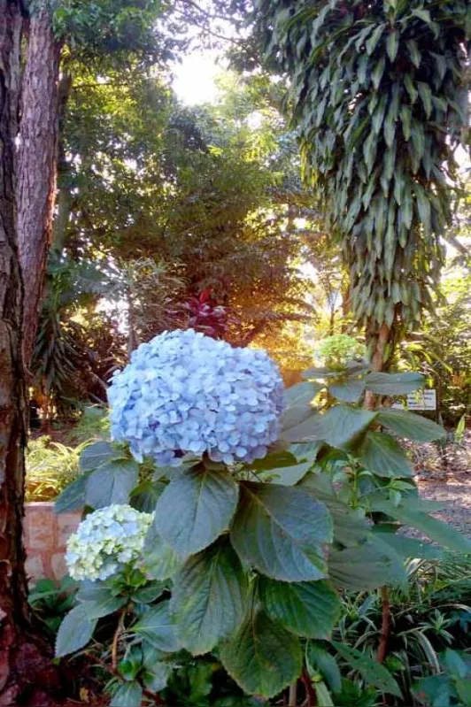 Imagem ilustrativa da imagem A Flor do Óbvio