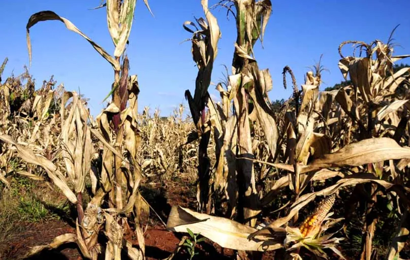 No Paraná, a segunda safra de milho as perdas foram consequência da falta e excesso de chuvas, além da geada