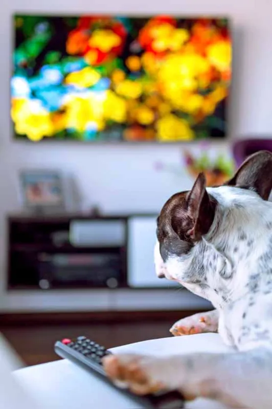Um canal de TV com conteúdo para cães e gatos foi criado com objetivo de atender animais que ficam sozinhos em casa