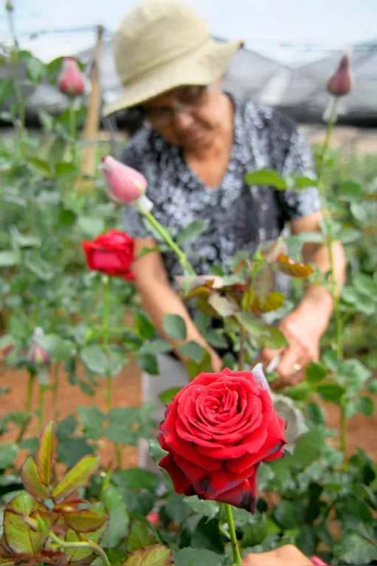 Em Marialva, produtores optaram pelas rosas como alternativa de renda, integrando com soja ou em substituição à uva