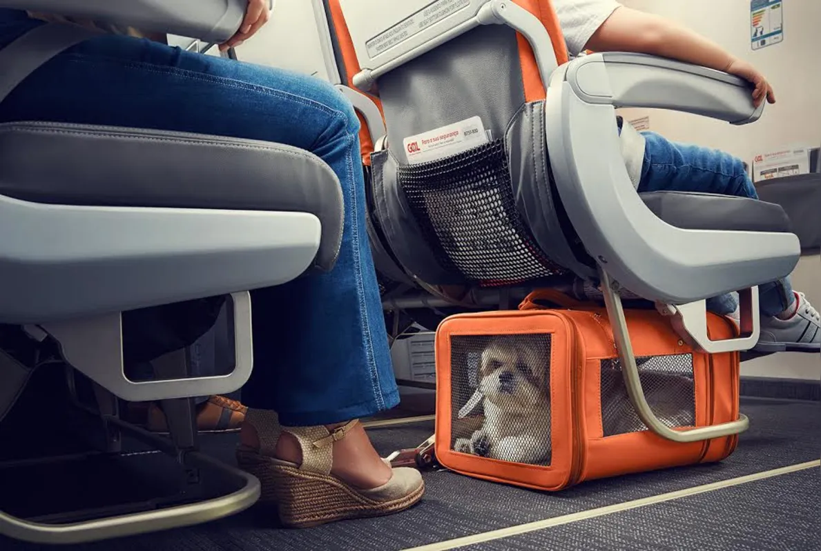 Imagem ilustrativa da imagem GOL amplia serviço de transporte de pets na cabine