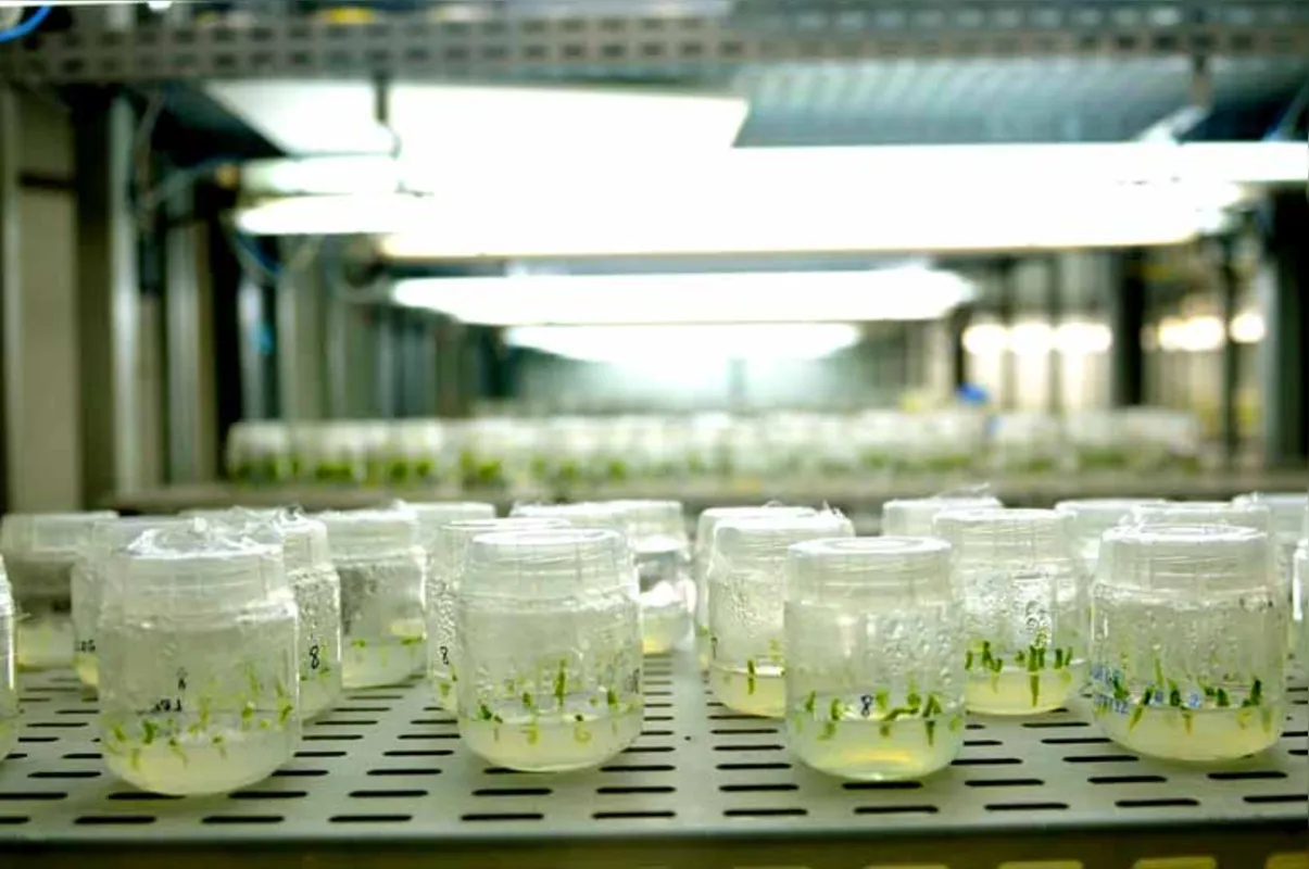 Para desenvolver uma variedade de soja resistente à estiagem, a Embrapa soja estima gastar R$ 140 milhões nos próximos 15 anos