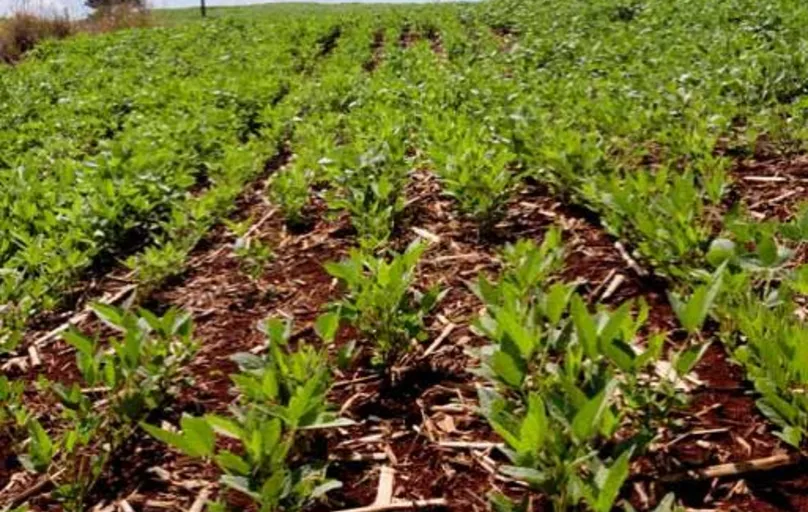 O plantio da soja caminha para atingir a marca de 30% no Paraná