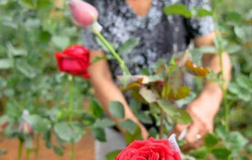 Em Marialva, produtores optaram pelas rosas como alternativa de renda, integrando com soja ou em substituição à uva