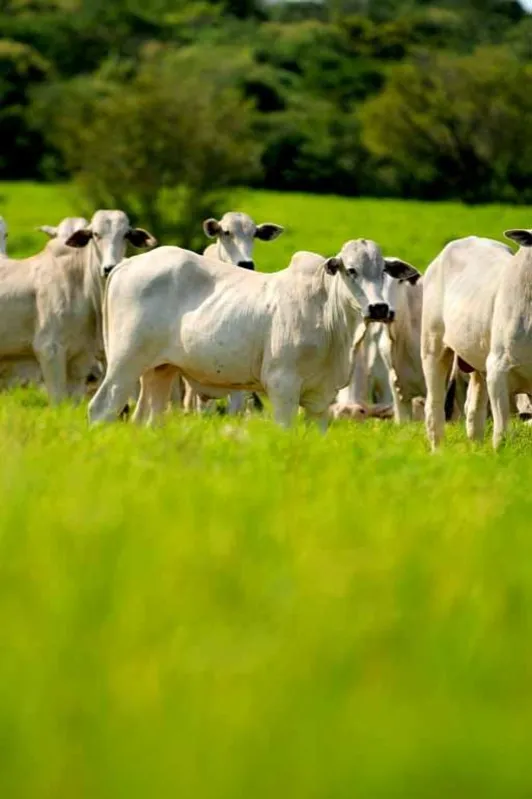 Novo acordo poderá alavancar a produção pecuária do Paraná