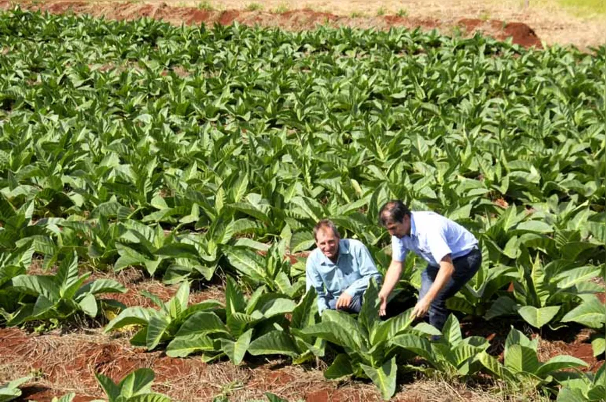Maior exportador e segundo maior produtor de tabaco do mundo, o Brasil possui 144,3 mil produtores que dependem diretamente da fumicultura
