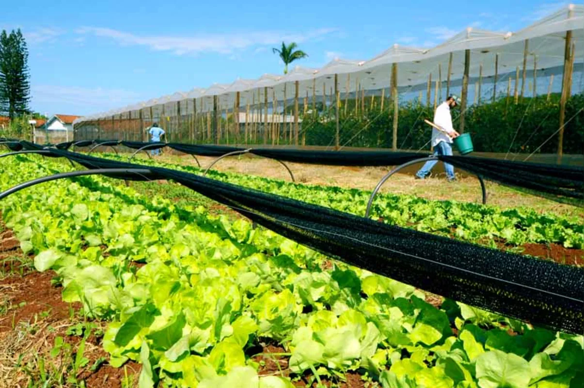 Participantes poderão conferir na Estação Agroecológica da Uenp técnicas aplicadas no cultivo orgânico de tomate, alface, feijão vagem e batata doce