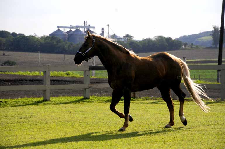 Com a atração de novos usuários de cavalos e criadores a equinocultura retoma mercado