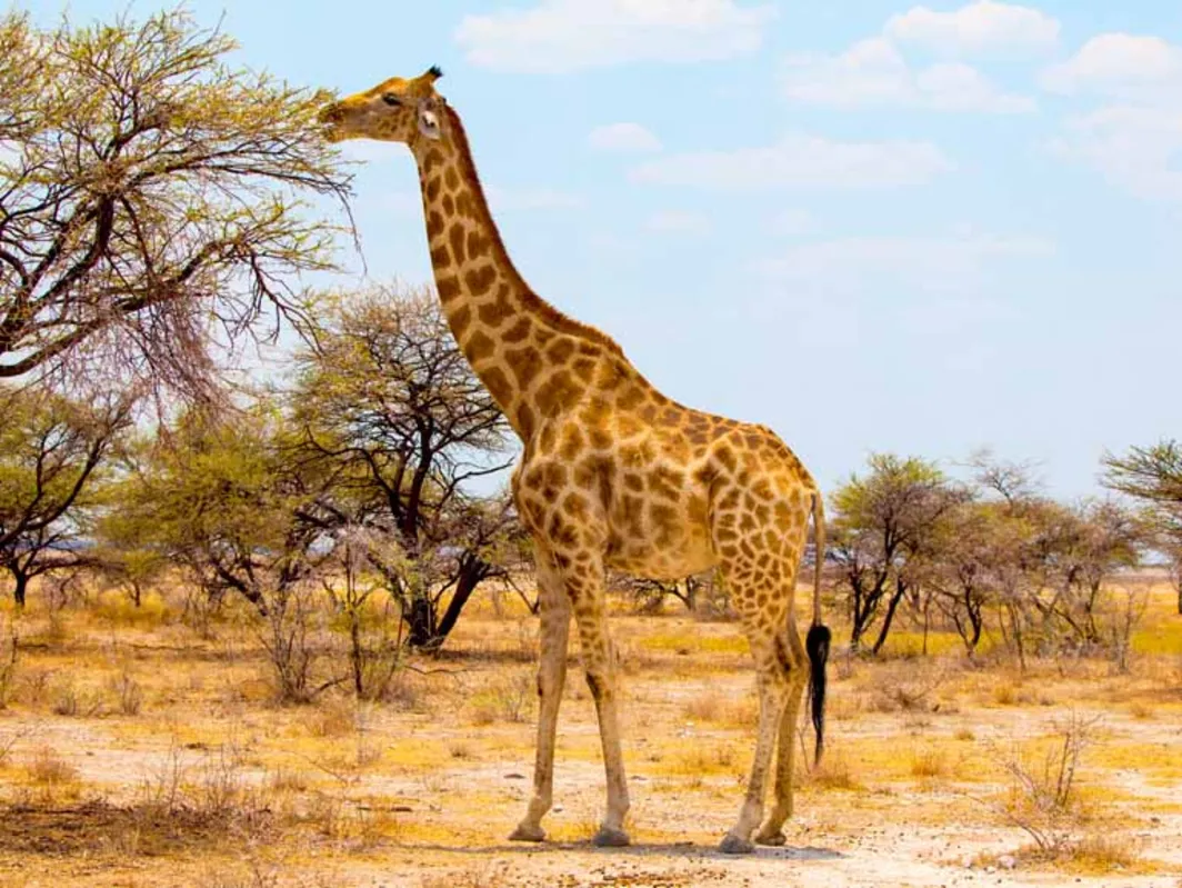 Imagem ilustrativa da imagem Girafa está ameaçada de extinção