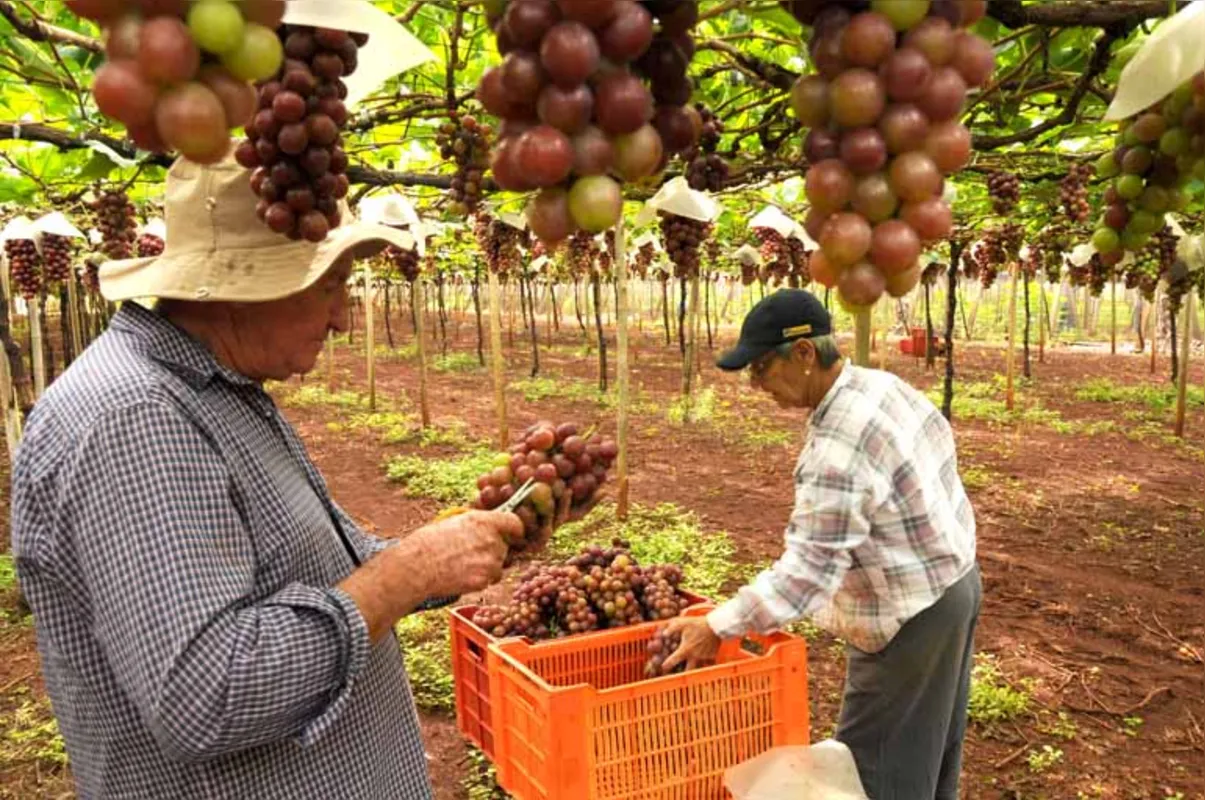Imagem ilustrativa da imagem Temporada de uvas doces em Marialva