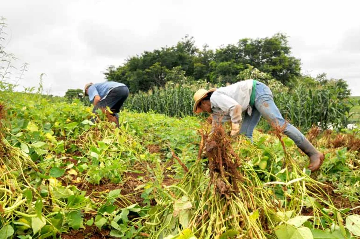 Na comunidade Eli Vive, família Faria cultiva três hectares de feijão e já realiza a colheita manual acreditando em  boa produtividade e preço