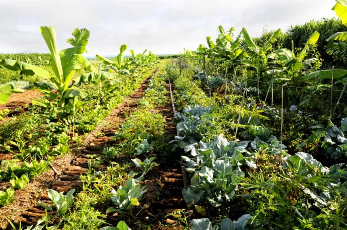 Pelo sistema, em um talhão é possível ter um mix de cultivo de produtos, como eucalipto, bananeiras, hortaliças, frutas, olerícolas, grãos, tudo no mesmo lugar