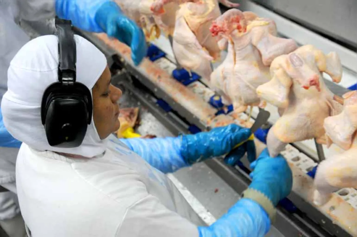 Setor avícola aposta em crescimento de 5% em abates e em produtividade; problemas sanitários em outros países favorecem exportações do Brasil
