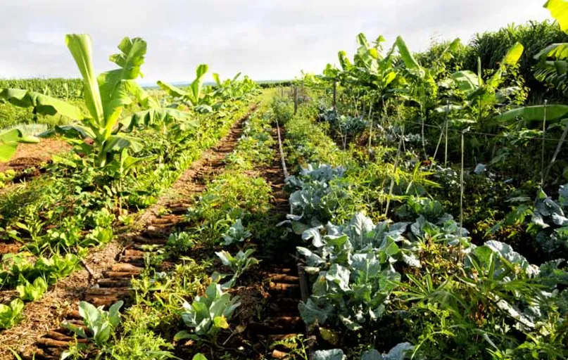 Pelo sistema, em um talhão é possível ter um mix de cultivo de produtos, como eucalipto, bananeiras, hortaliças, frutas, olerícolas, grãos, tudo no mesmo lugar
