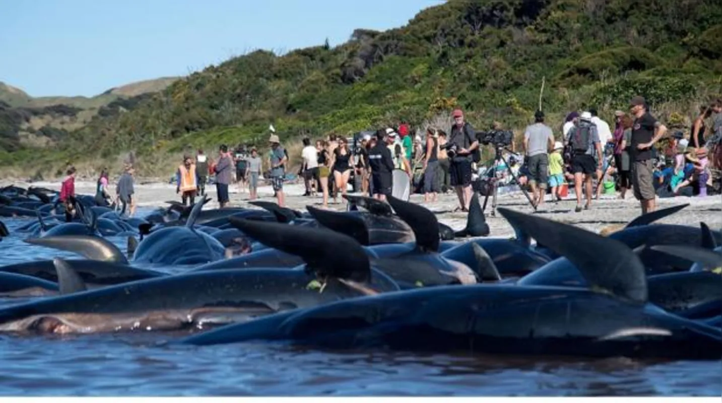 Imagem ilustrativa da imagem Duzentas baleias encalham na Nova Zelândia