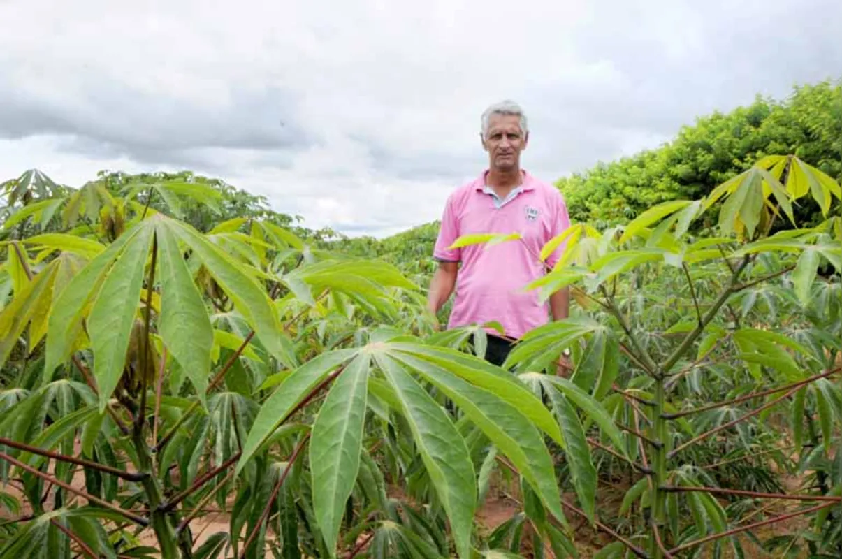 "Tive um prejuízo de 30% ou mais e fiz dívidas que ainda não terminei de pagar", diz o produtor Denilson Alves Lima, de Alto Paraná, que planta mandioca há 20 anos