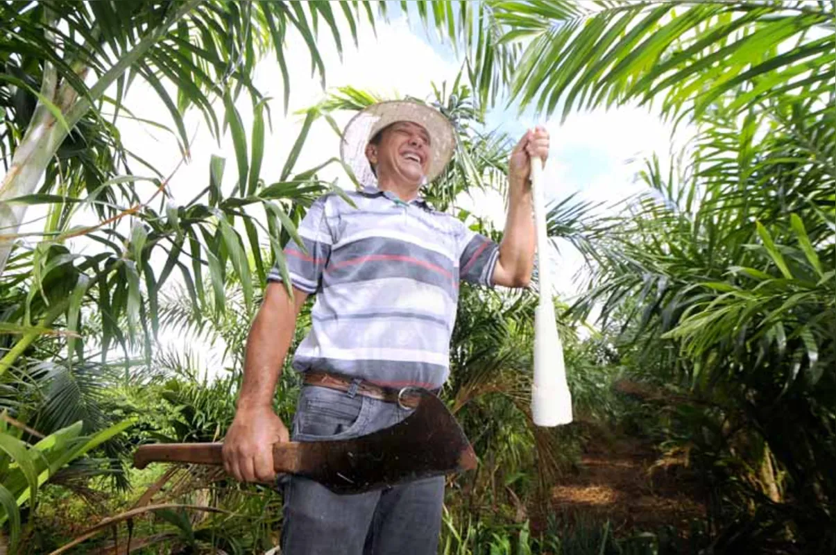 Cada haste de palmito tem cerca de 800 gramas, que são vendidas à indústria por preços que variam de R$ 2,20 a R$ 3,60