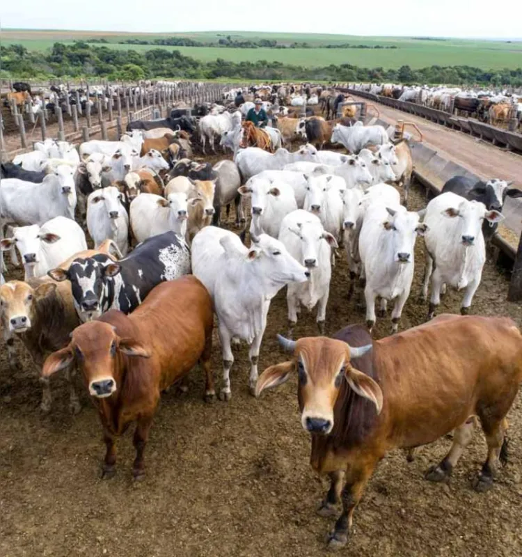 As leis brasileiras garantem a possibilidade de rastrear todo o trajeto da carne, que passa por fiscalizações e testes até chegar à mesa do consumidor