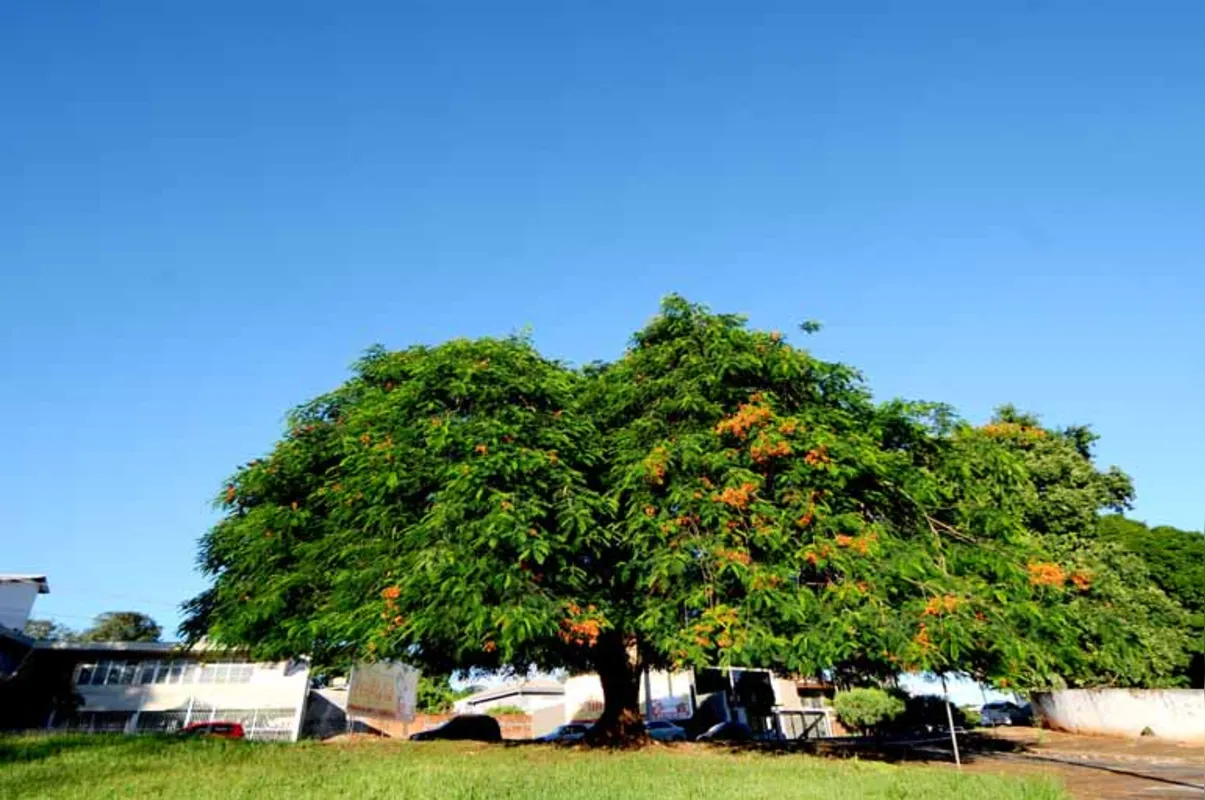 Árvore na Souza Naves: copa vigorosa e uma grande ferida no tronco