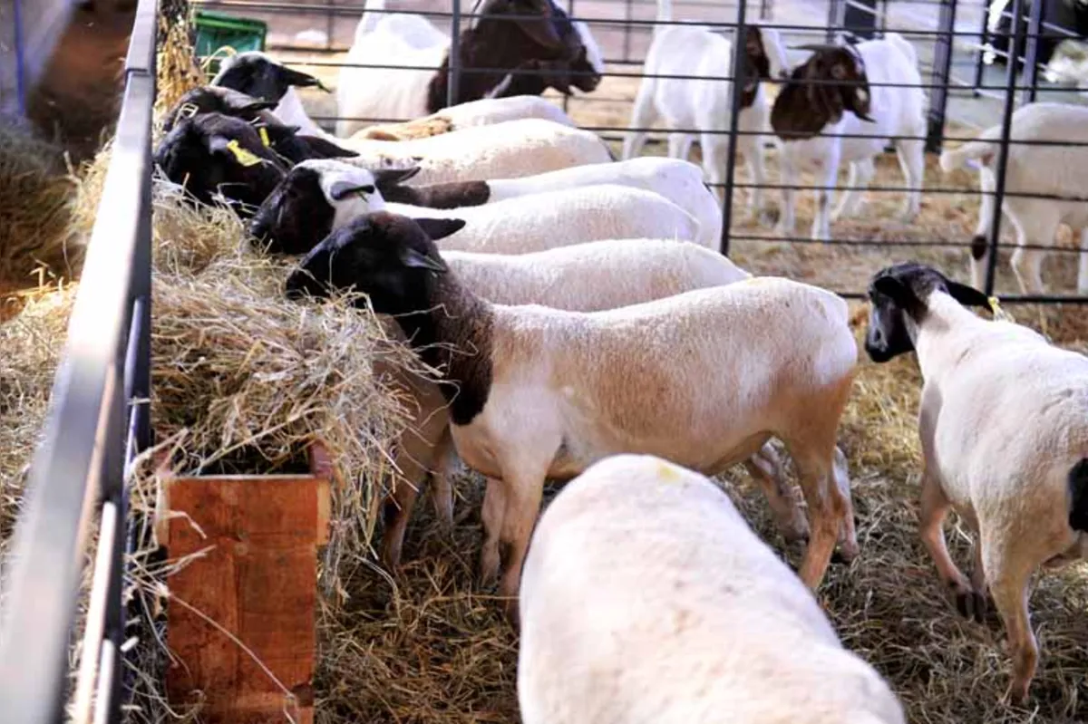 Apesar do bom momento para os criadores, o que se percebe é que o consumo de carne de ovinos ainda é pequeno no País